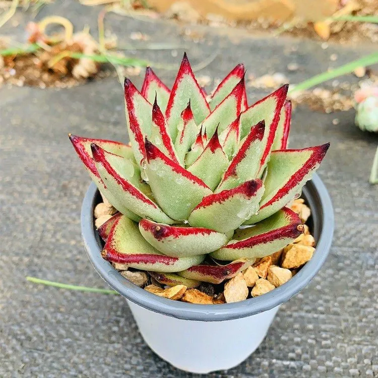 Echeveri avoides Ebony planta suculenta plantas verdaderas suculentas