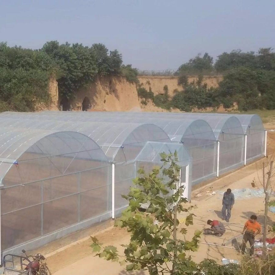 Professional Agricultural Commercial Plastic Film Greenhouse