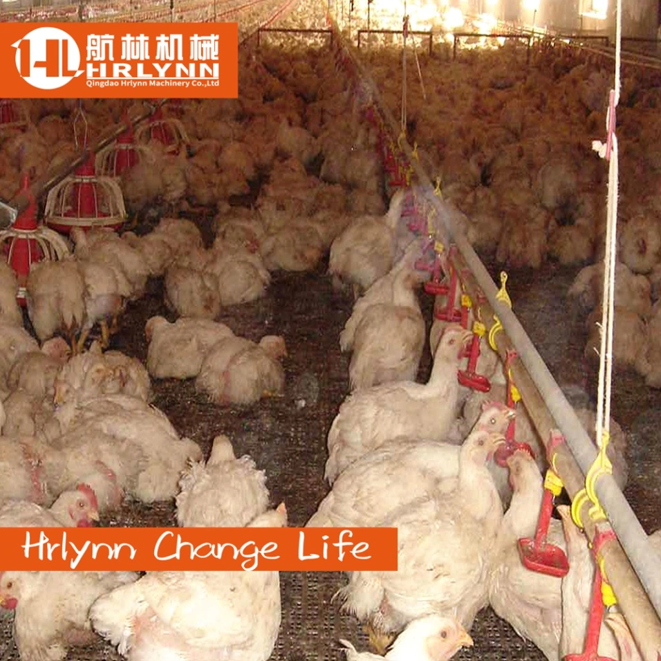 Poultry Farm Equipment Automatic Chicken Ground Breeding System