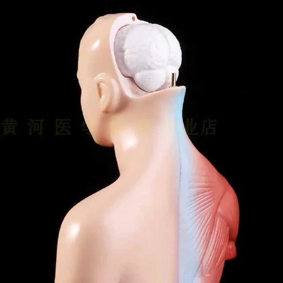 Factory Price Human Half Medical Man Training Visceral Model Male Organ Manikin Body