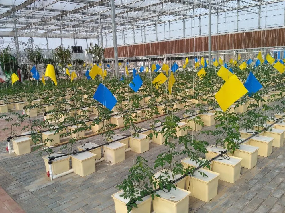 De plus en plus de tomate commerciale jardin hydroponique Pots en plastique