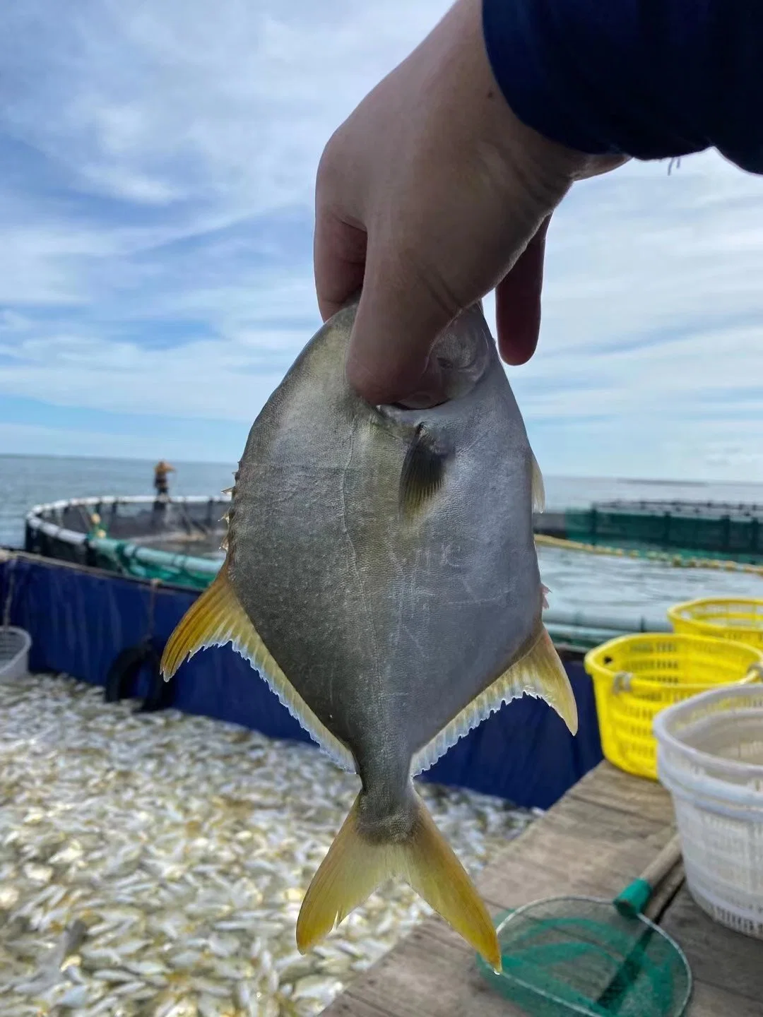 High quality/High cost performance  Frozen Aquatic Golden Pomfret IQF Golden Pompano