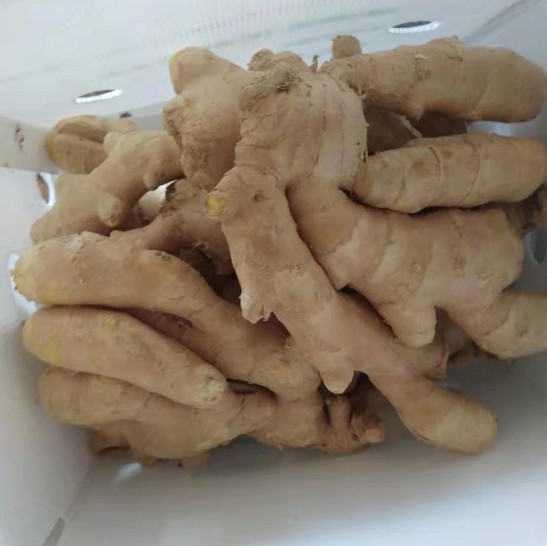 Chinese Spicy Ginger Sold Directly From The Factory