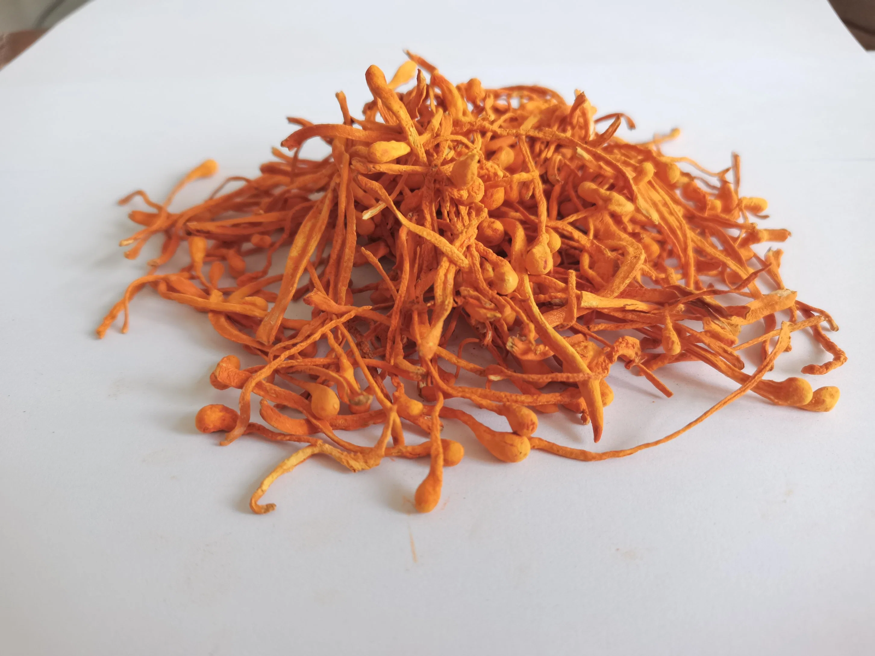 Drying Cordyceps Mycelium Dry Goods at Low Temperature