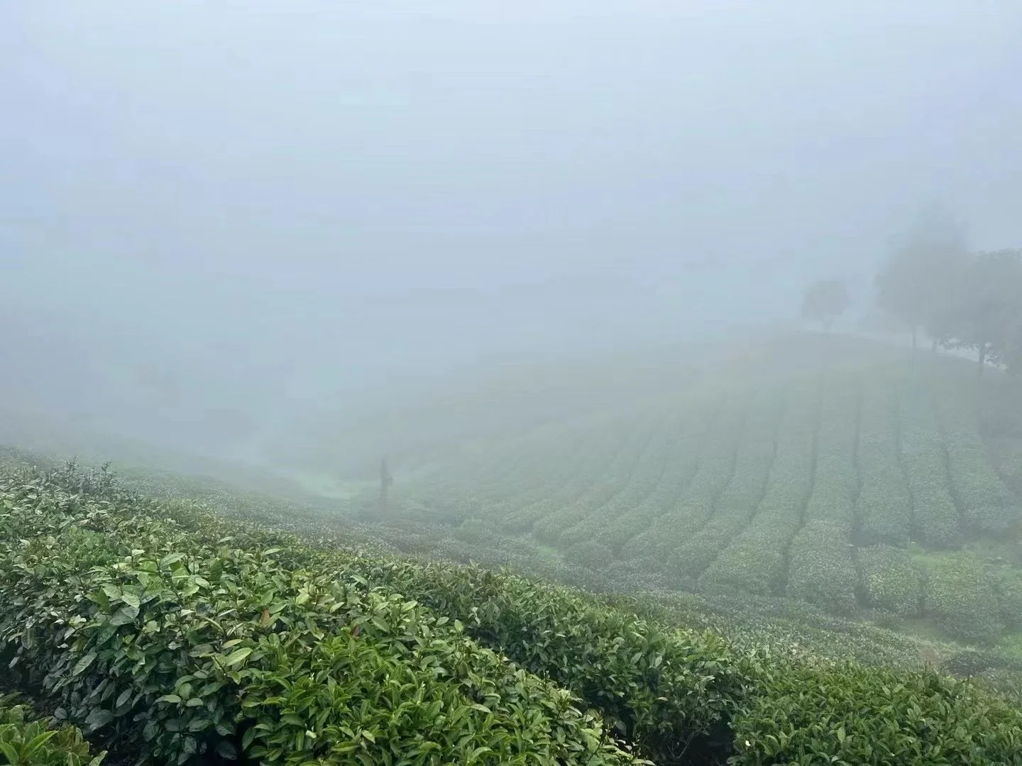 Maojian, Maofeng, Green Tea in Guizhou Province, Golden Tips