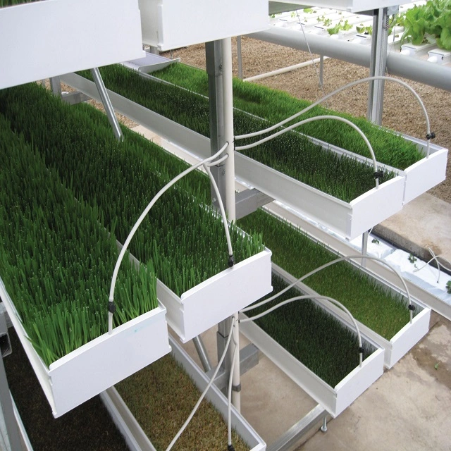 Sistema de forraje hidropónico Microgreen bandeja para el trigo cebada