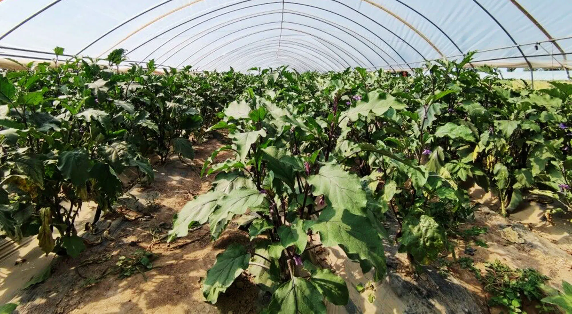 Agriculture/Farm/Single-Span/Tunnel Plastic Film Greenhouse with Irrigation System for Tomato/Cucumber Planting