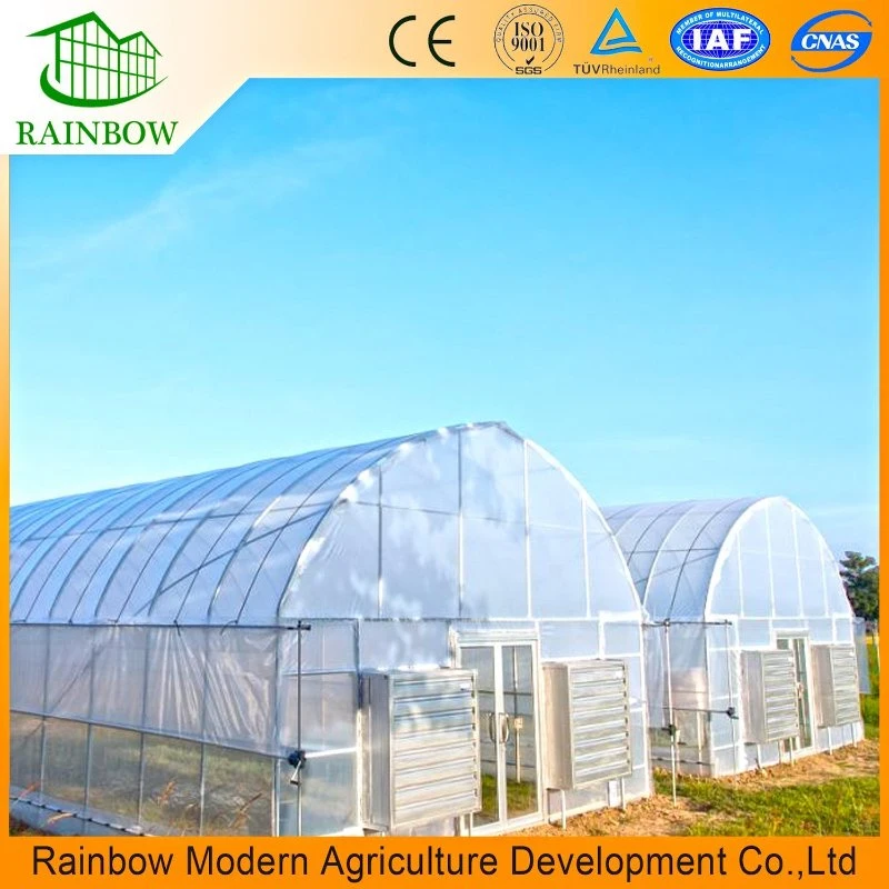 Agricultural Single-Span Poly Tunnel Film Greenhouse with Hydroponics System