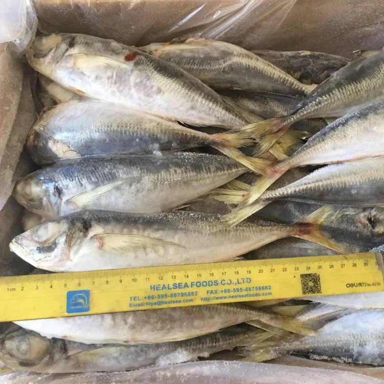 Frischer Fisch Trachurus Japonicus 22 cm nach oben gefrorener Stöcker