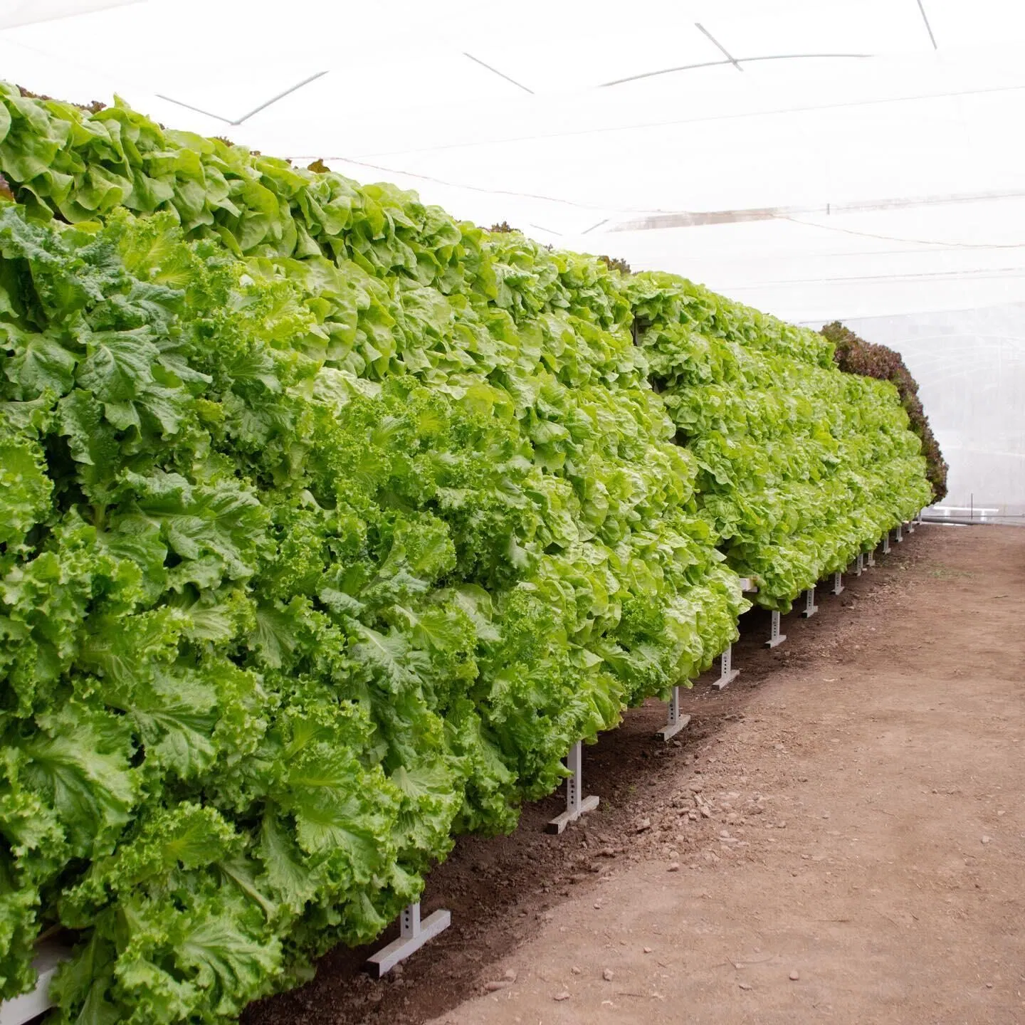 Nft de PVC para las Verduras Hidroponía invernaderos comerciales de lechuga