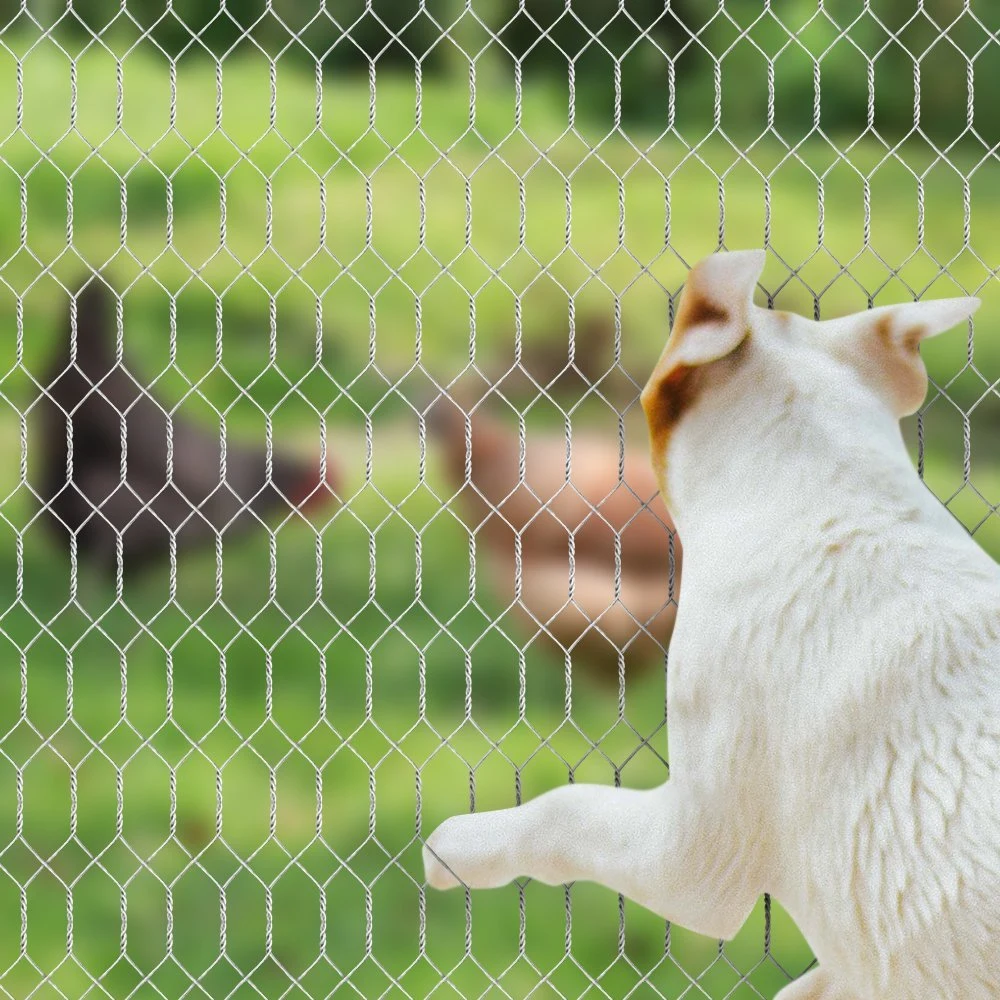 Hexagonal de 2 pulgadas de compensación de aves de corral pollo valla de malla de alambre galvanizado