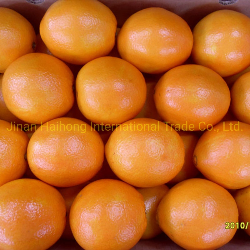 Fresh Chinese Decilious Navel Orange with More Juicy Fruit