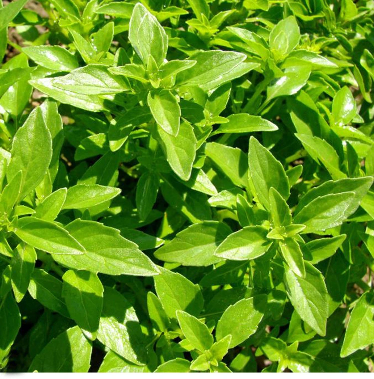 Clove Basil Oil Essential Oil Plant Extract Factory Wholesale