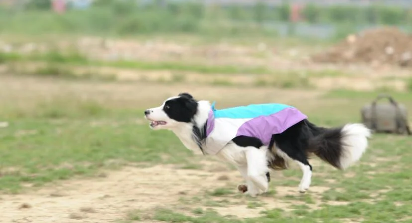 Perro de lujo nuevo diseño de moda ropa de abrigo impermeable Pet