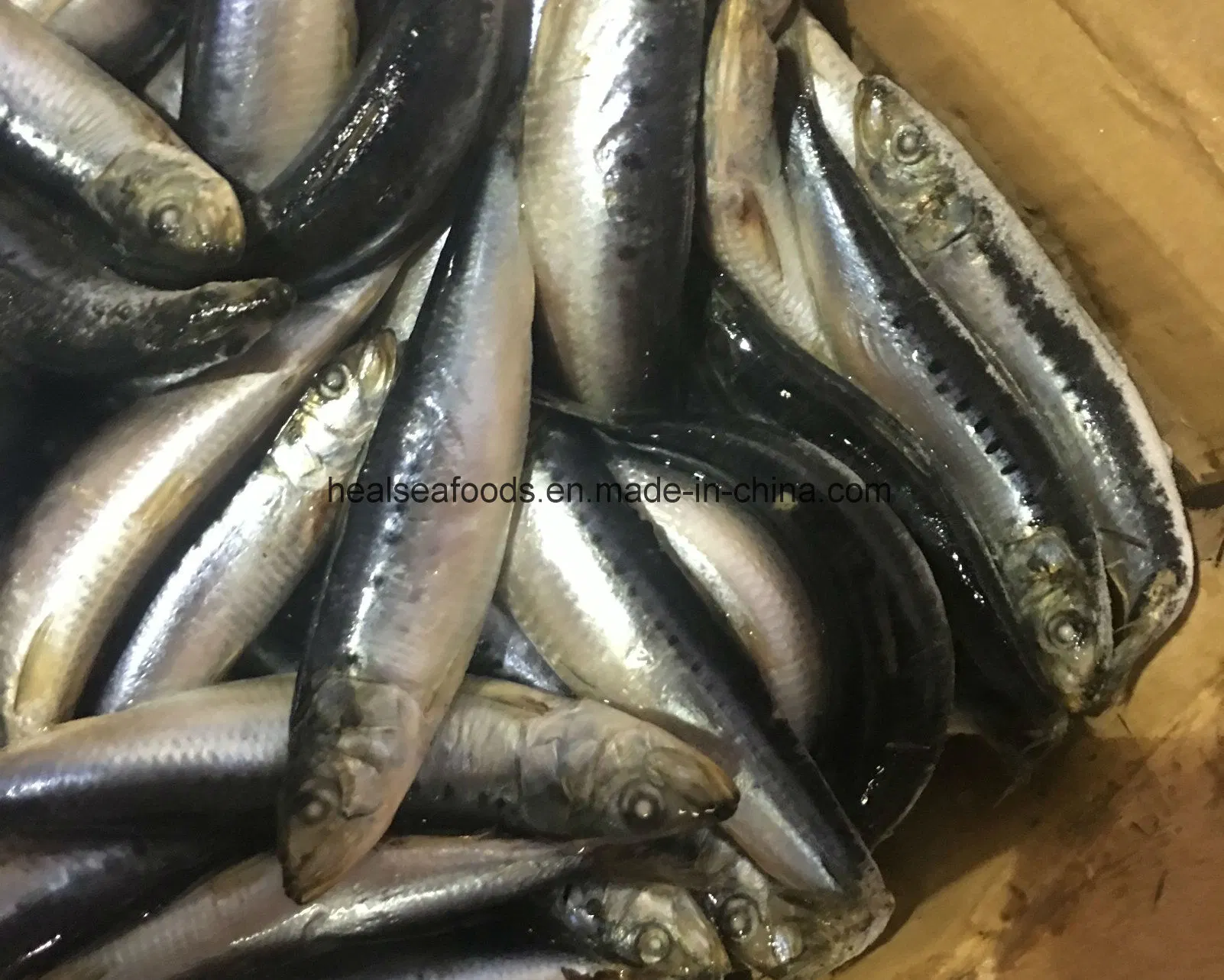 Fresh Sardine for Canned Sardine