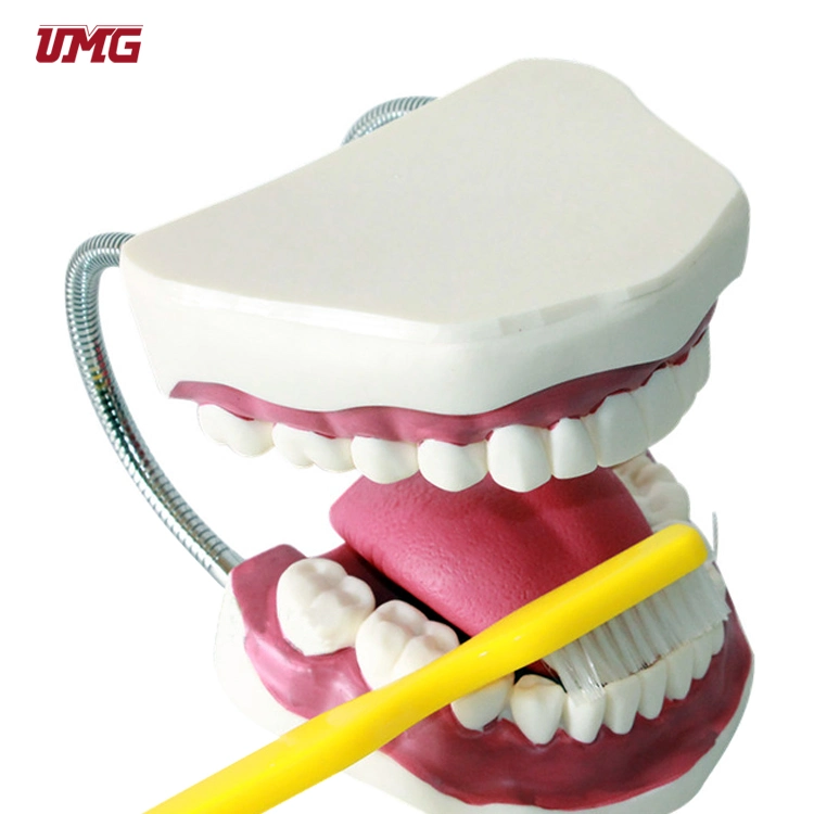 Advanced Teeth Brushing Model Dental Manikin Teeth