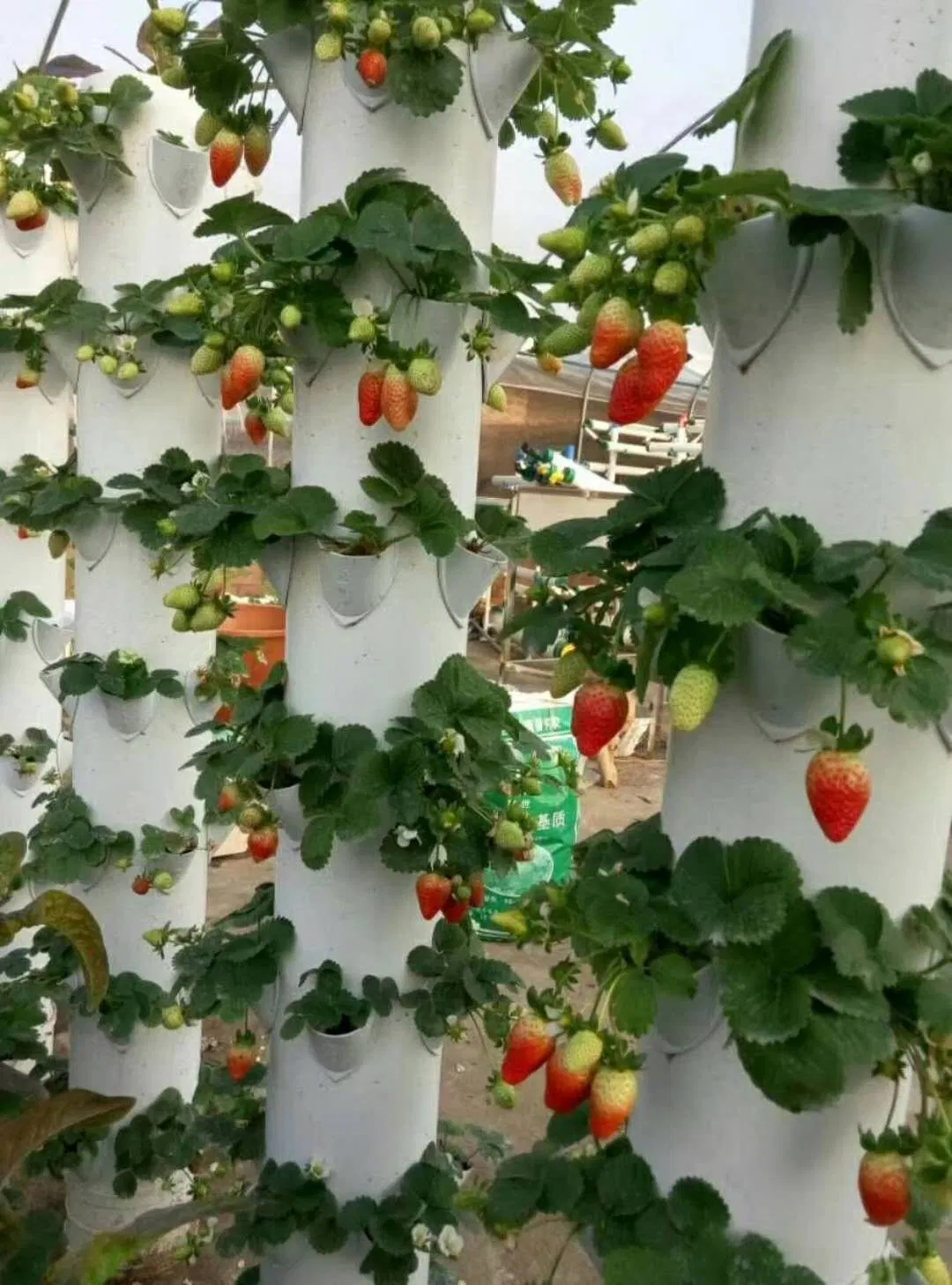 Whoelsale Aeroponics Vertical torre cada vez mayor de la torre de fresas hidropónicas