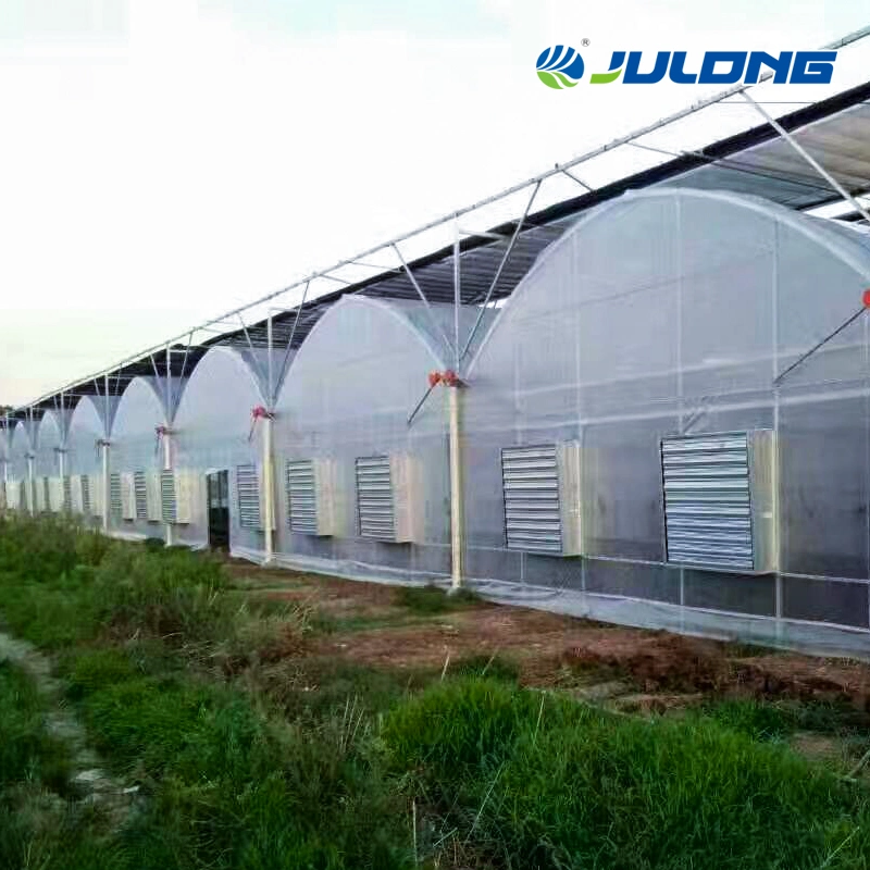 Agricultural Greenhouses Tunnel Greenhouses with Hydroponics and Irrigation System