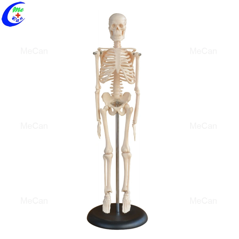 Barato preço Mecan 85cm desarticulados ciência humana Medical Student 180cm modelo esqueleto