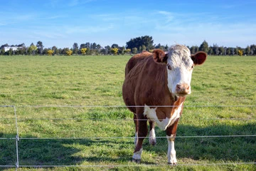 Vente en gros bovins/moutons/ferme/champ/cerf à treillis métallique clôture galvanisée de terre de chasse