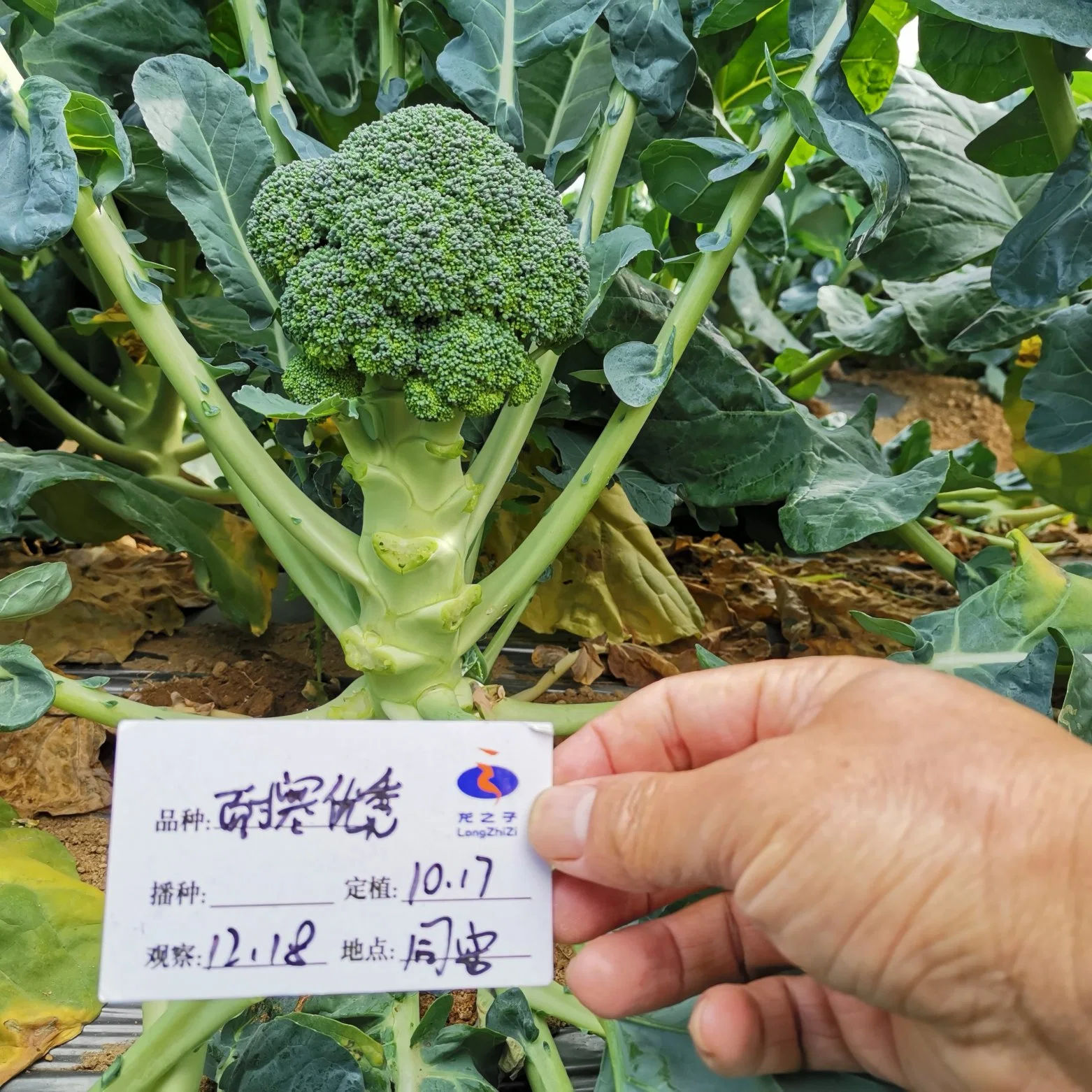 High quality/High cost performance  Green Broccoli Seeds Best Tomato Seeds Products