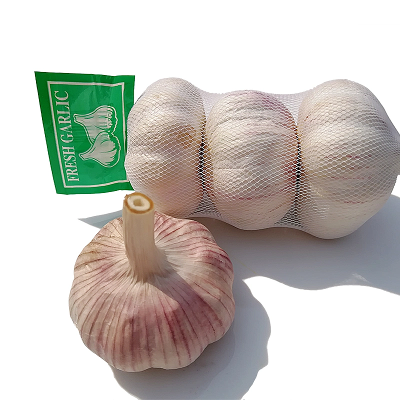 Buy Chinese Garlic Fresh Garlic Supplier Red Garlic