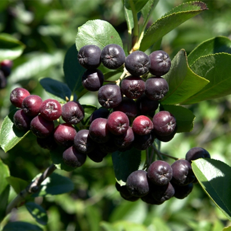 Factory Supply Aronia Extract 5% ~25% Anthocyanidins for Reduce Blood Pressure