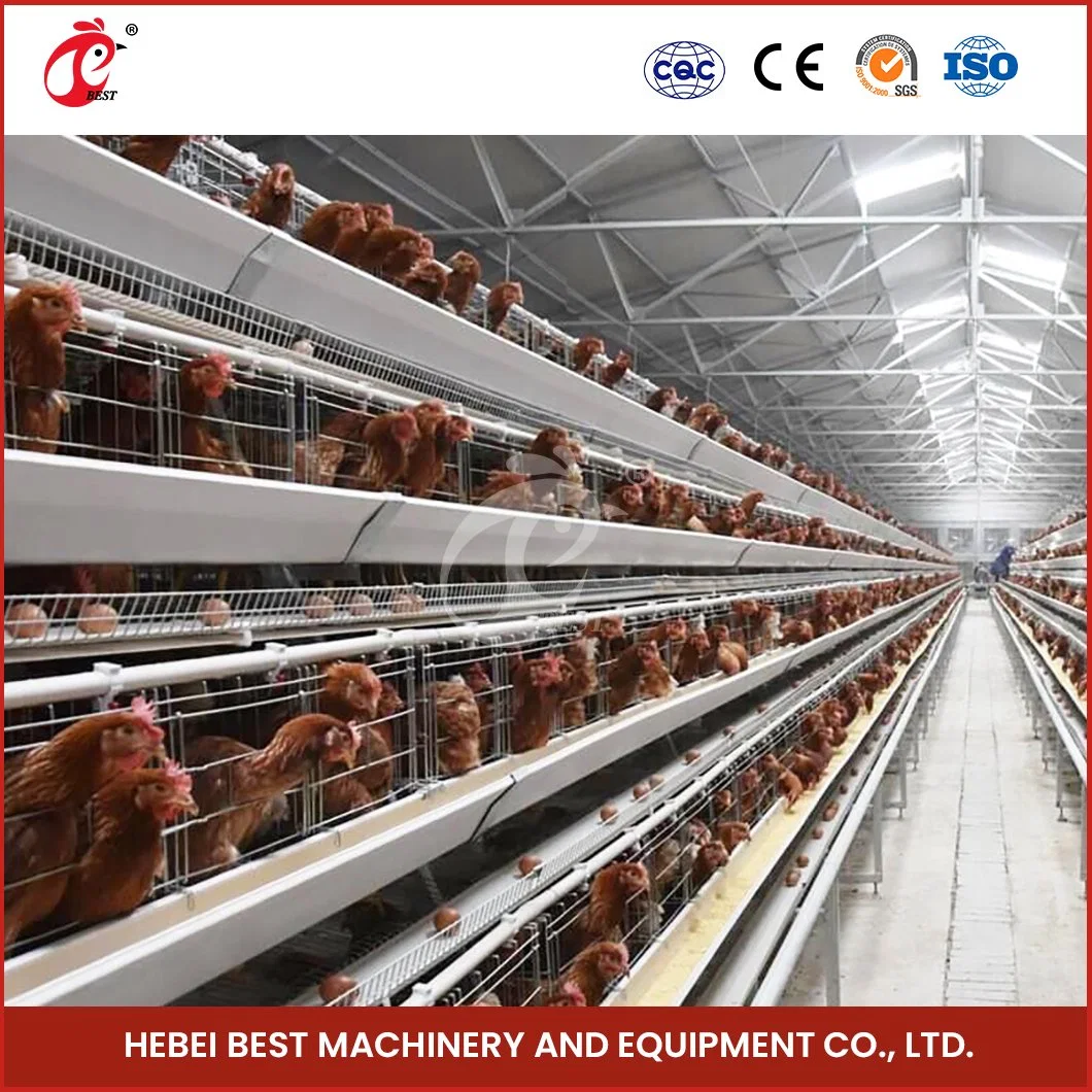 Bestchickencage A Type Layer Cage China Chicken Shop Layer Cage Werkseitig Angepasste Batterietyp Zuchtschicht Käfigkonfiguration Hühnerfleisch Coop Möbel Für Tierhäuser