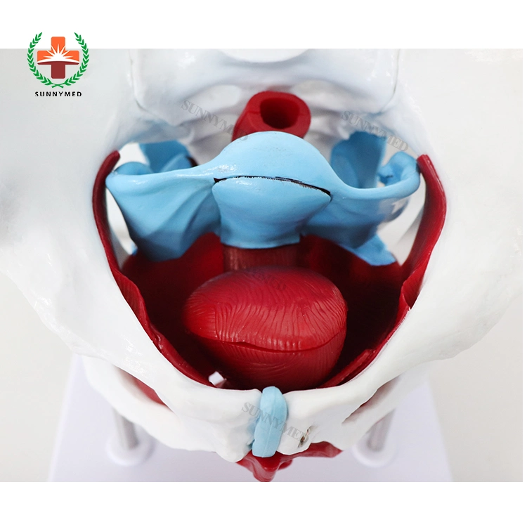 Sy-N039 Medical Training Human Anatomical Female Pelvis and Pelvic Floor Muscle Model