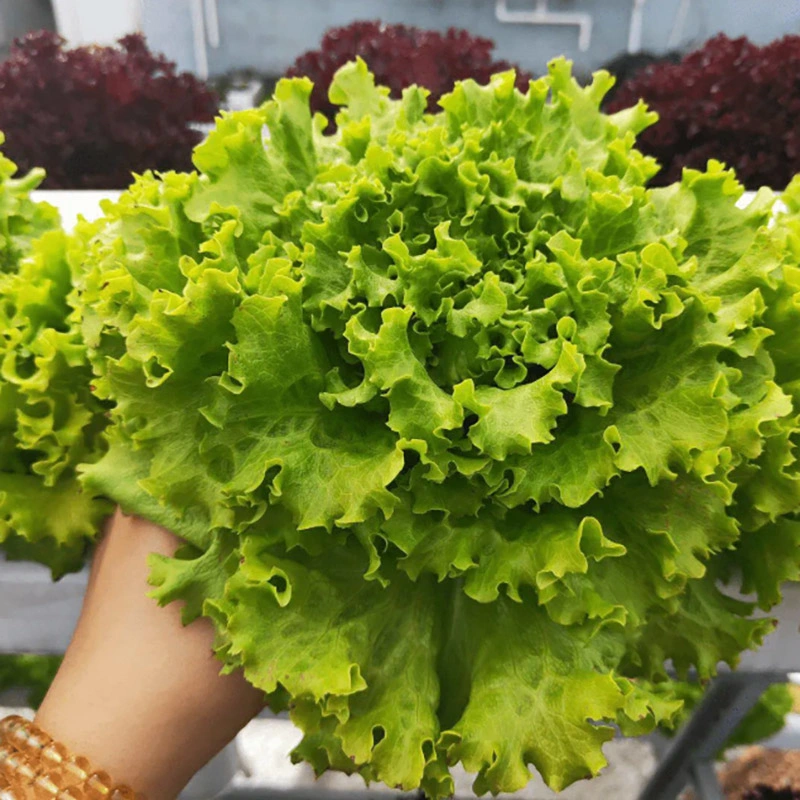 Verduras de hoja creciente Agricultura Vertical Nft tubo PVC de la siembra de gases de efecto del sistema de cultivo hidropónico Nft