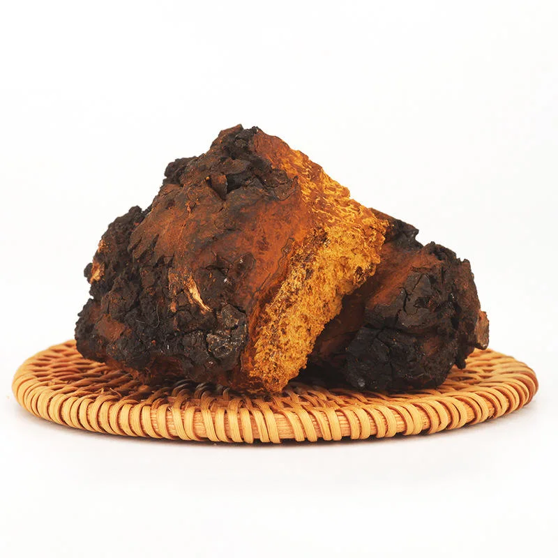 Suprême Inonotus sec Obliquus Chaga Champignons séchés Chaga ensemble