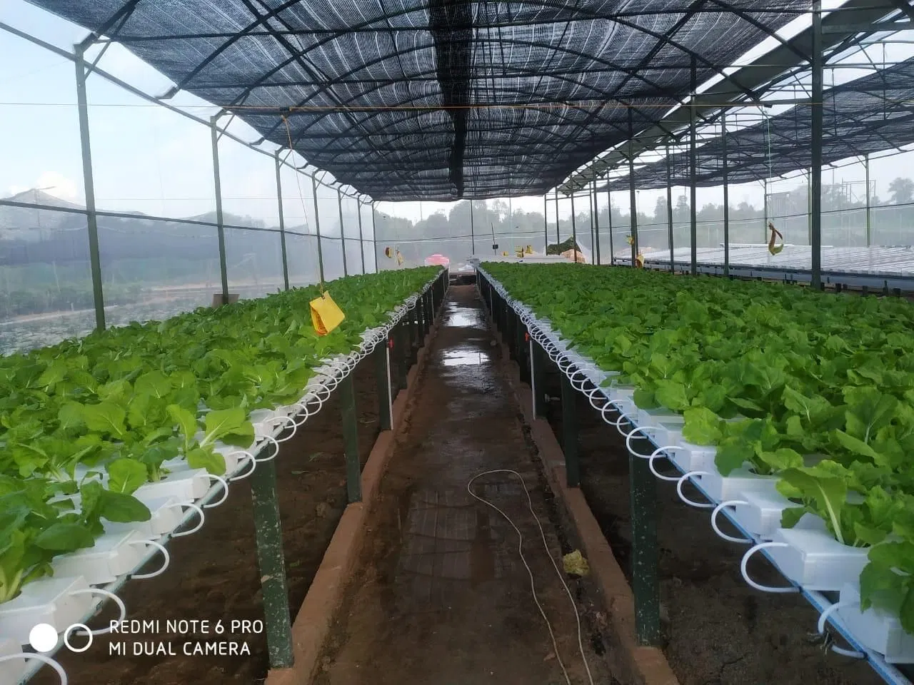 Wholesale/Supplier Hydroponic Trough PVC Nft Hydroponics System