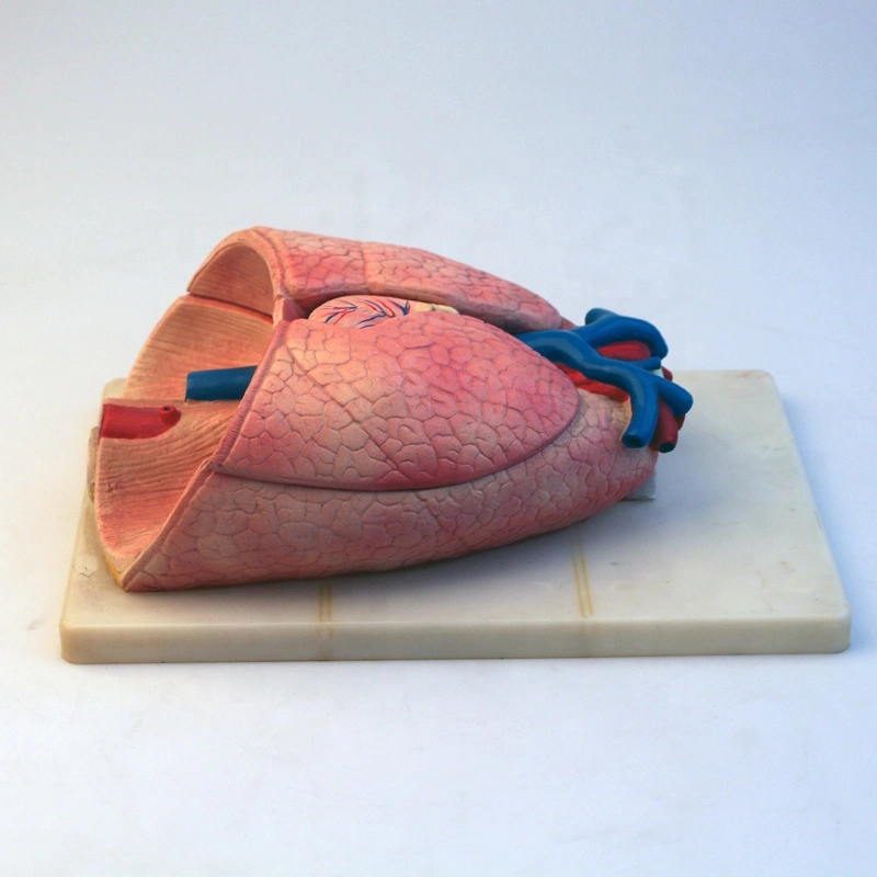 Human Anatomy Digestive System Model