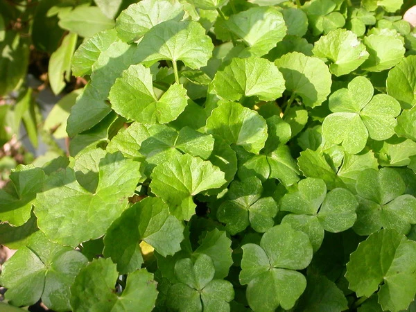 Gotu Kola extracto en polvo Extracto de Centella asiática