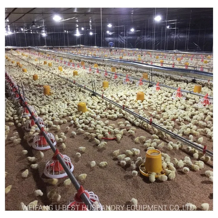 Granja de Aves de Corral de Pollos Parrilleros el equipo de tierra del piso de Casa de la bandeja de sistema de alimentación automática