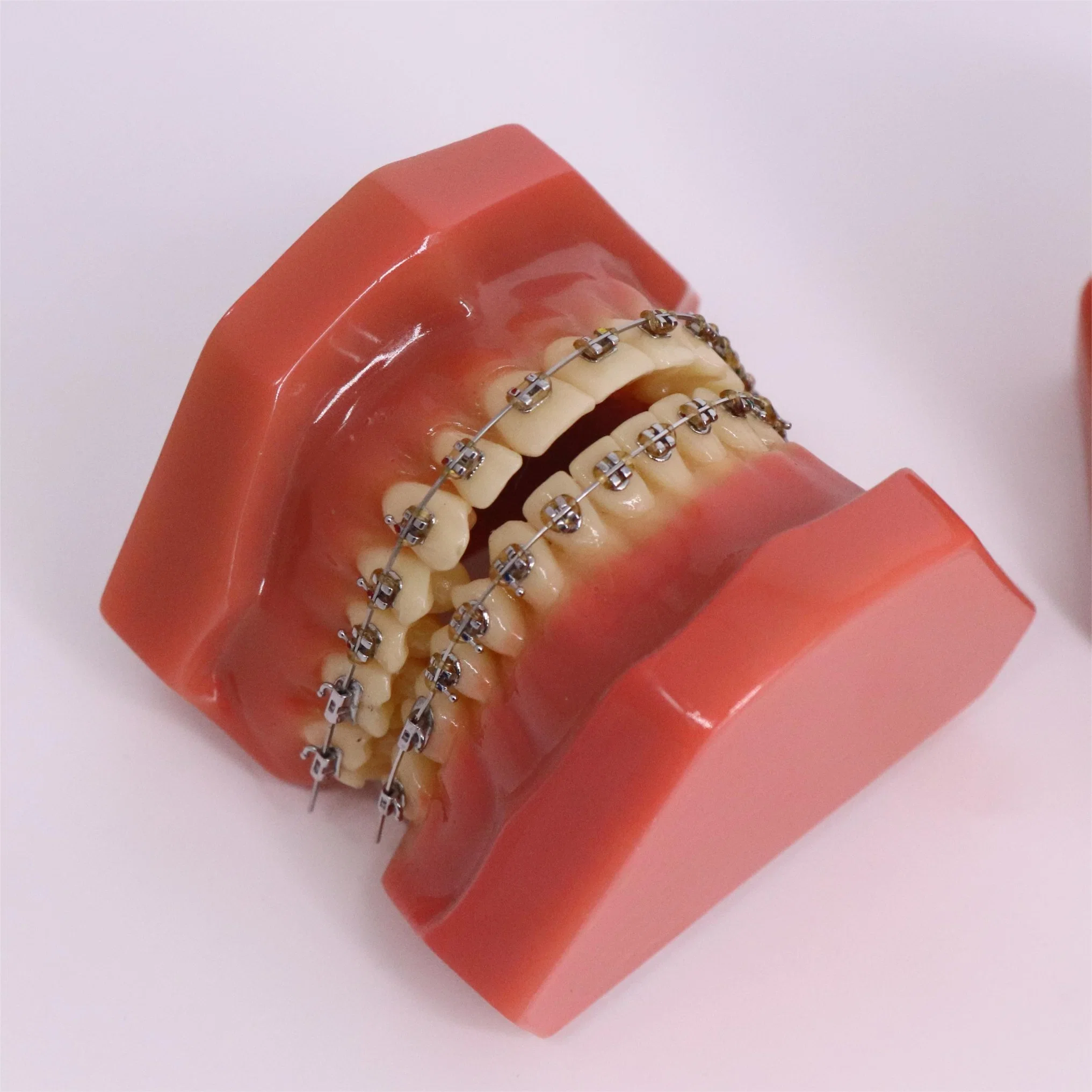 Estudio de la enseñanza de la formación práctica de la anatomía dental dientes modelo de plástico