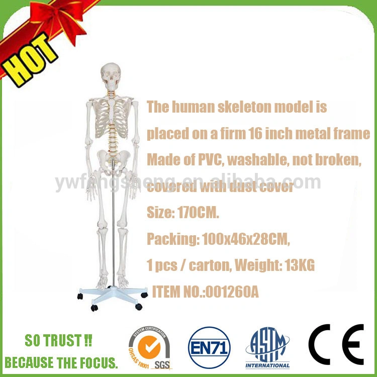 Flexible Colored Ligament and Muscles Anatomy Medical Teaching Skeleton Model