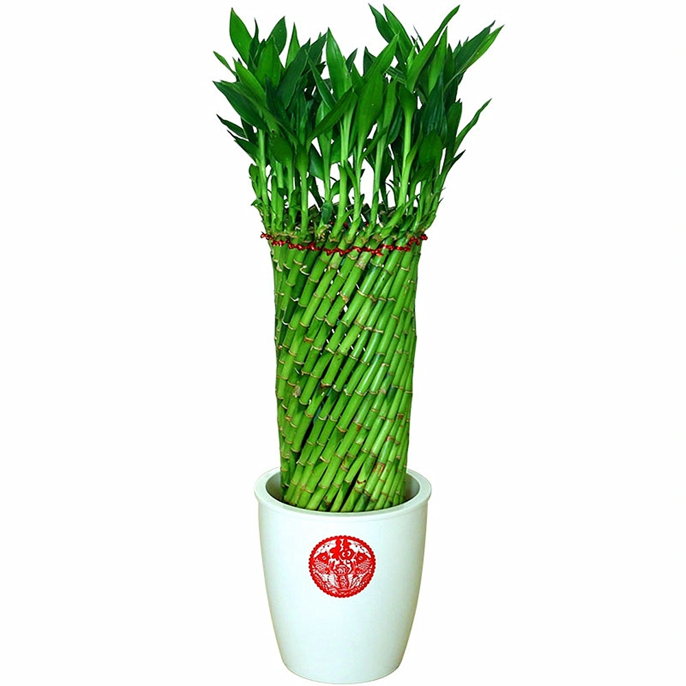 Dracaena Sanderiana Lucky Bamboo Twisted Live Plant Home Decoration