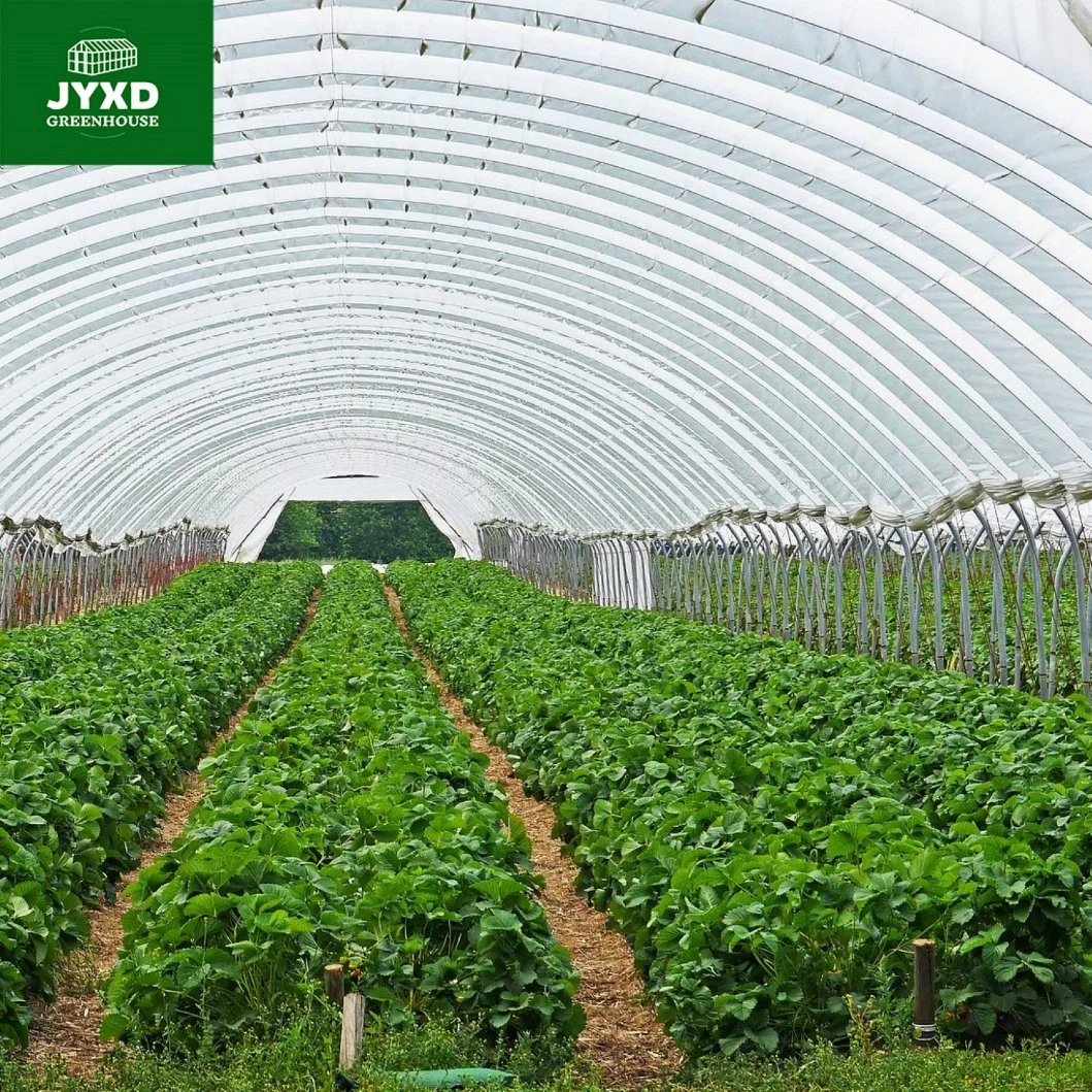 Ligação rápida Instalação fácil de alto rendimento estrutura de suporte de cultivo Strawberry Para Venda