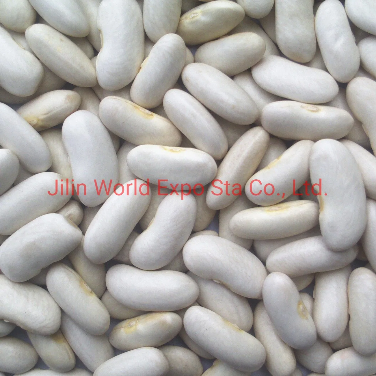 Wholesale/Supplier Dried White Kidney Beans for Food China