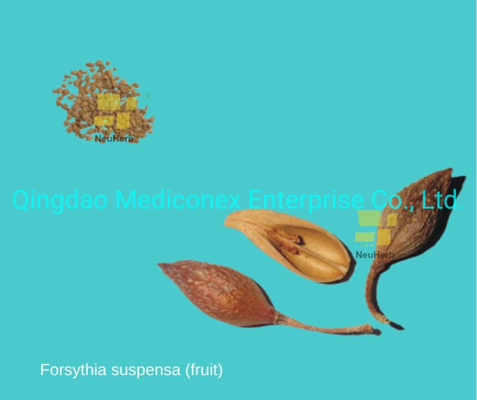 Forsythia sushensa (fruta) matérias-primas de ervas preparadas tradicional chinês herbal Infecção de medicina