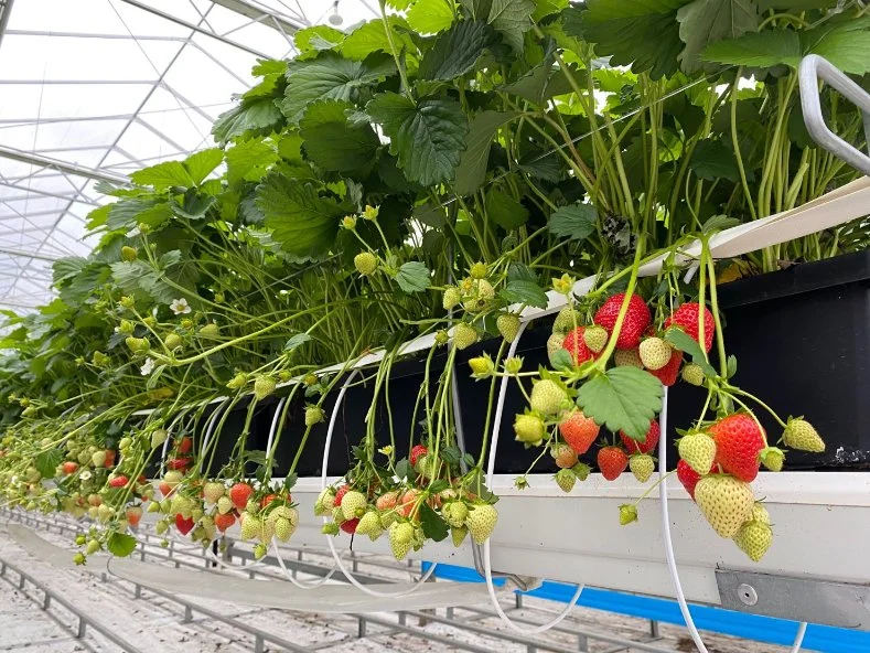 Gouttière de culture en serre bon marché substrat Venlo serre serre hydroponique utilisé