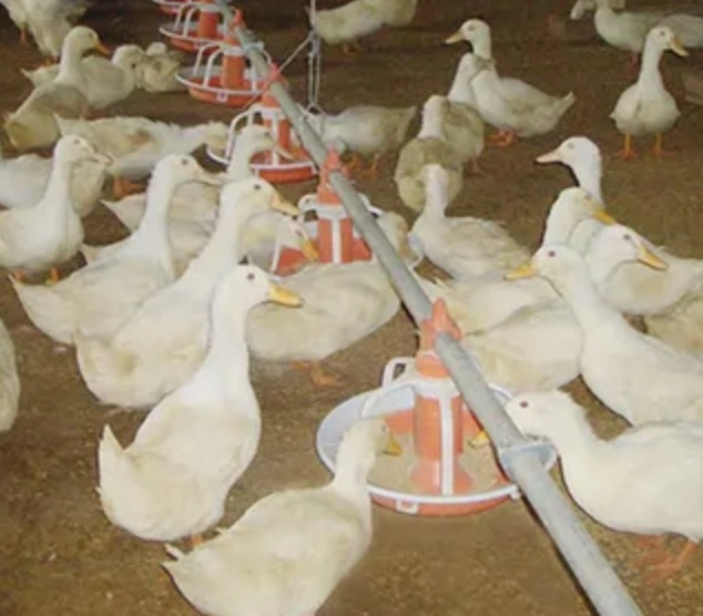 Duck Equipment Feeding Line Automatic Feed Feeder Pan