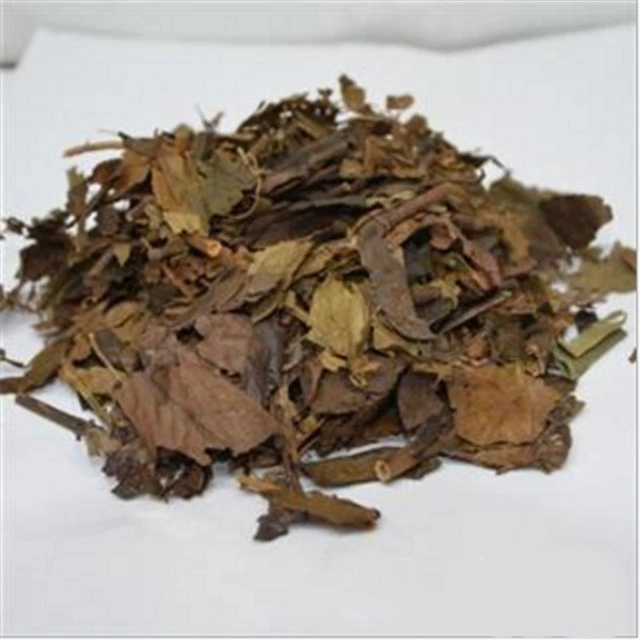 Zhong Jie Feng High quality/High cost performance Herbal Medicine Glabrous Sarcandra Herb Sarcandra with Lower Price