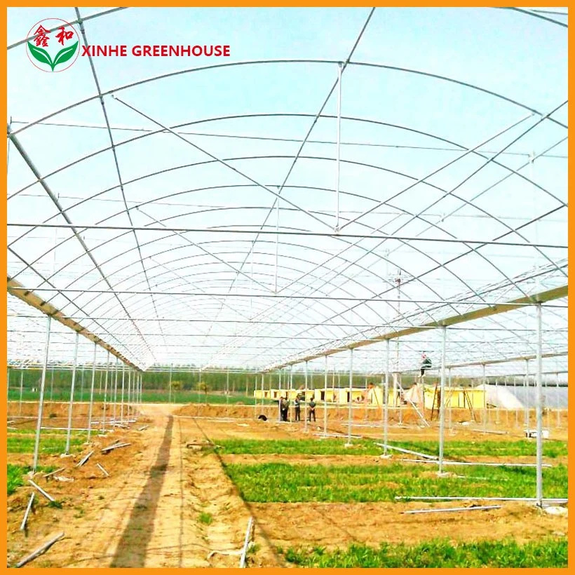 Plastic Greenhouse with Hydroponics System for Vegetables