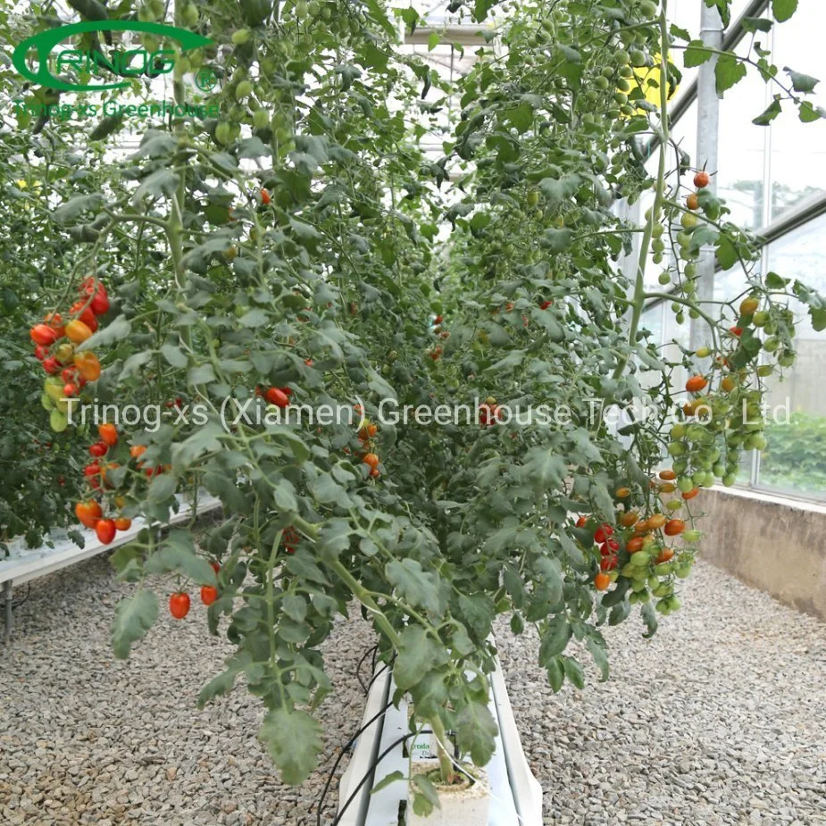 Trinog Serre commerciale Système hydroponique vertical NFT de tomates cerises urbaines dans une serre.