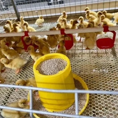 China Low Cost Steel Frame Chicken Layer Duck Breeding Farming House