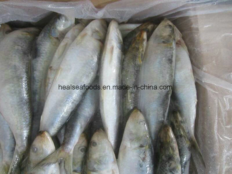 Big Sardine Fish (about 60pieces per carton)