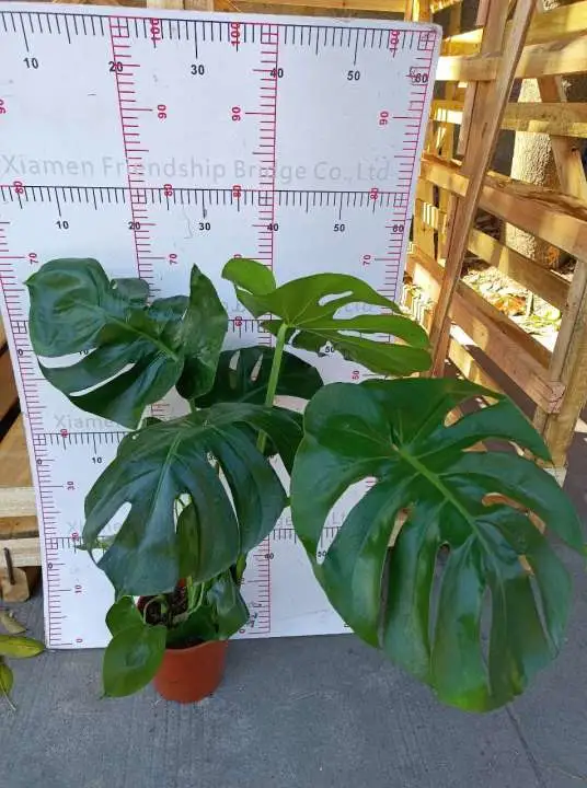 Heißer Verkauf Monstera Echte Pflanzen Indoor