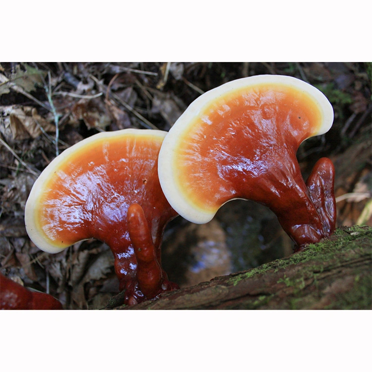 Polvo herbario Reishi orgánico polvo de setas Shiitake Extracto de planta de setas Maitake